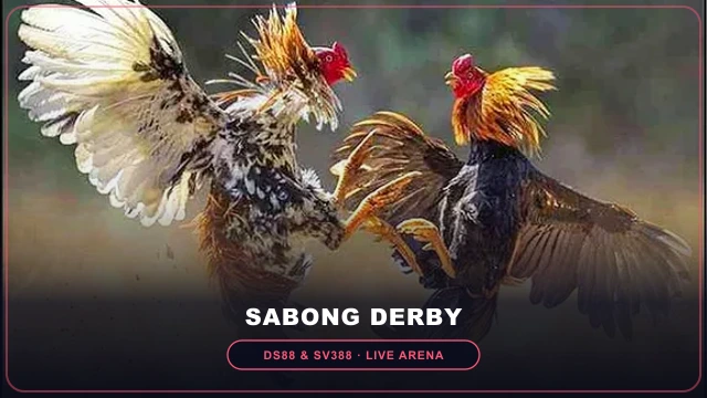 DS88 and SV388 live arena Meron Wala odds vigorish and settlement rules on PHRUSH