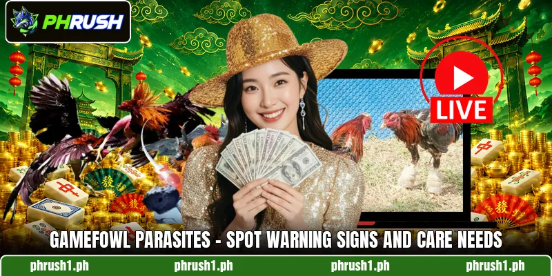 Gamefowl Parasites - Spot Warning Signs And Care Needs